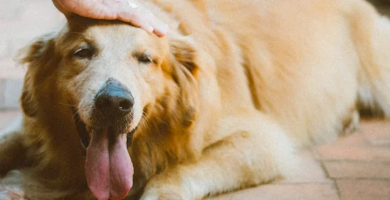 Enpa, 30% animali domestici sovrappeso